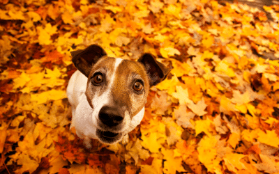 How to: Keep Your Pets Safe This Autumn